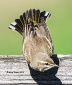 Palm Warbler in Charles City County, VA