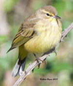Palm Warbler in Charles City County, VA