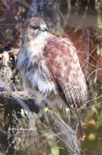 Red-tailed Hawk after emerging from "bath" at Gillies Creek Park