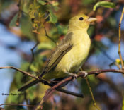 Scarlet Tanager in the City of Hopewell, VA