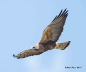 Swainson's Hawk in Montana