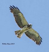 Swainson's Hawk in Montana