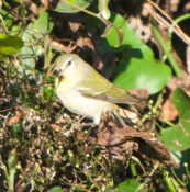 Tennessee Warbler in the City of Richmond, VA
