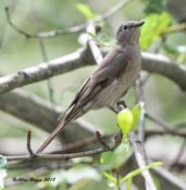 Townsend's Solitaire in Montana