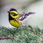 Townsend's Warbler- male