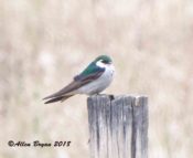 Violet-green Swallow in Montana