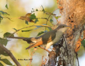 Yellow-billed Cuckoo in the City of Hopewell, VA