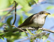 Yellow-billed Cuckoo in Charles City County, VA