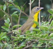 1st year Yellow-breasted Chat in Charles City County, VA