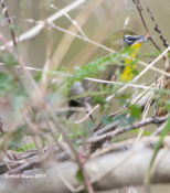 Yellow-breasted Chat in Charles City County, Va