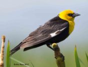 Yellow-headed Blackbird- male