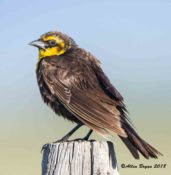 Yellow-headed Blackbird- female