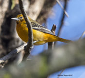 Baltimore Oriole in Hopewell, VA