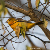 Baltimore Oriole in Hopewell, VA