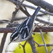 Black & White Warbler in Hopewell, VA