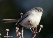 Blue-gray Gnatcatcher in City of Hopewell