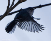 Blue-gray Gnatcatcher in Hopewell, VA