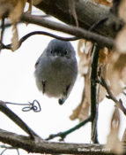 One of two Blue-gray Gnatcatchers at Ancarrow's Landing, VA