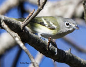 Blue-headed Vireo in Charles City County