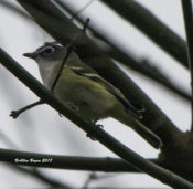 One of two Blue-headed Vireos noted at Ancarrow's Landing, VA
