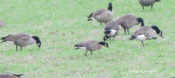 Cackling Goose in eastern Henrico County