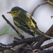 Cape May Warbler in Hopewell, VA