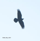Common Raven in Hopewell, VA