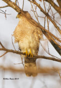 Cooper's Hawk in Charles City County, VA