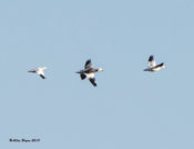 Ross's Goose with Snow Geese in Prince George County, VA
