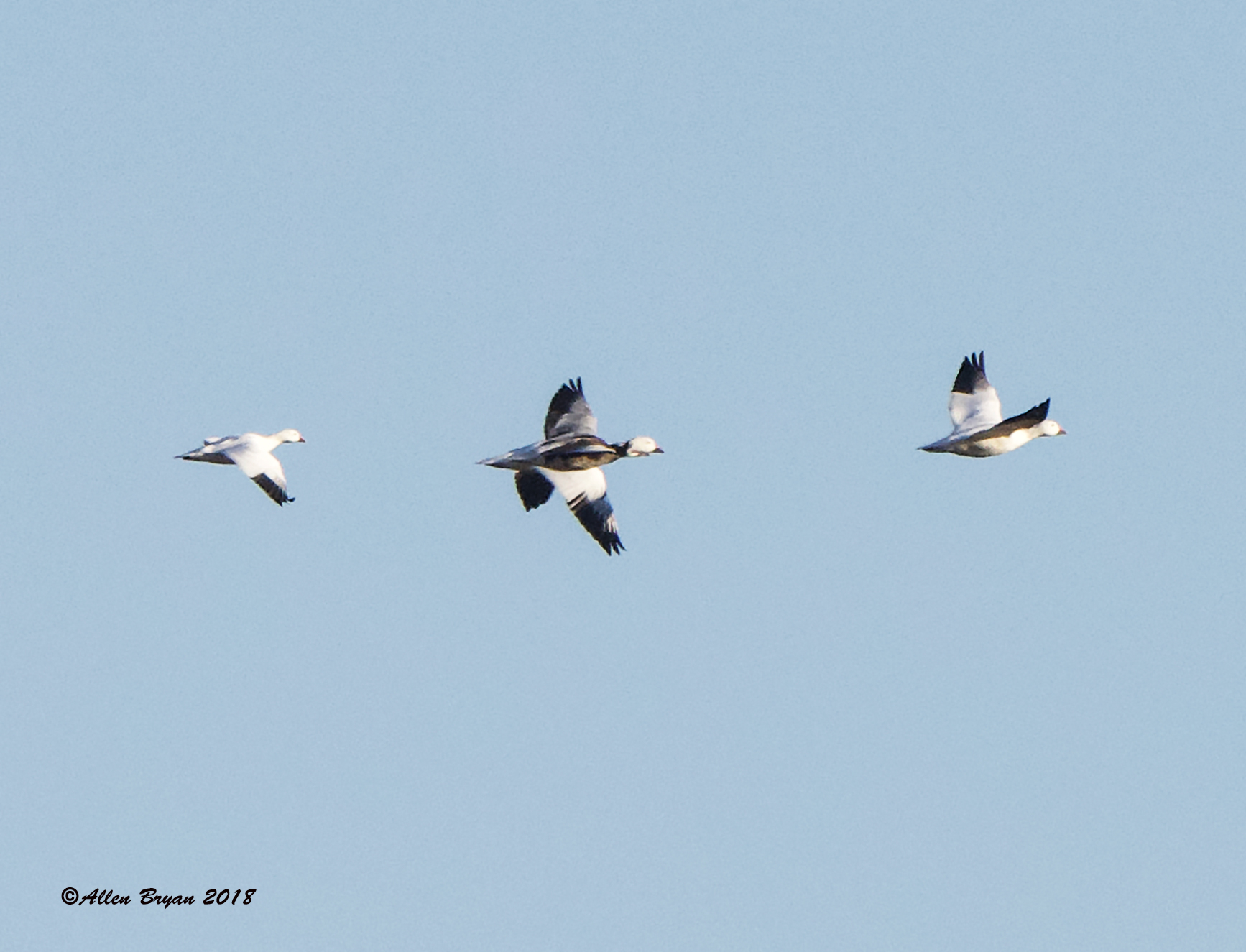 geese181121d | VisitingNature