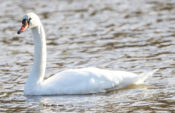 Mute Swan at West Creek Lakes in Goochland County, VA