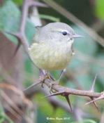 Orange-crowned Warbler in Charles City County with an apparent small tick