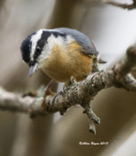 Red-breasted Nuthatch in Charles City County, VA