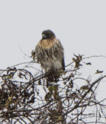 Red-tailed Hawk (abieticoloa) in Charles City County, VA