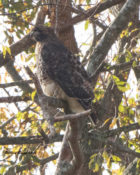 Red-tailed Hawk (abieticola) in Charles City County, VA
