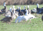 Ross's Goose in eastern Henrico County