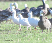 Ross's Goose in eastern Henrico County