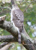 Sharp-shinned Hawk in Charles City County, VA