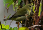 Tennessee Warbler at Ancarrow's Landing