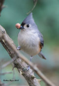 Tufted Titmouse in Charles City County, VA