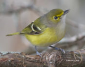 White-eyed Vireo in Charles City County, Westover Plantation