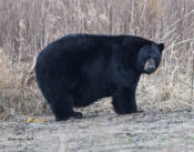 Black Bear at Alligator River NWR, NC