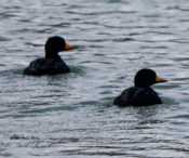 Black Scoter in Colonial Heights, VA