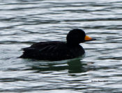 Black Scoter in Colonial Heights, VA
