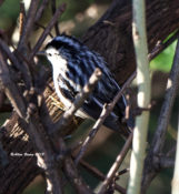 Black & White Warbler at City Point area of Hopewell, VA
