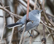 Blue-gray Gnatcatcher in Hopewell, VA