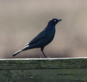 Brewer's Blackbird at the same site as last year on Mattamuskeet NWR Christmas Count