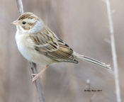 Clay-colored Sparrow in Charles City County, VA