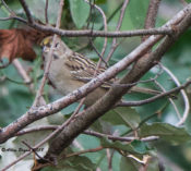 Golden-crowned Sparrow (immature) in Harbinger, NC