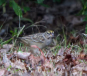 Golden-crowned Sparrow (immature) in Harbinger, NC